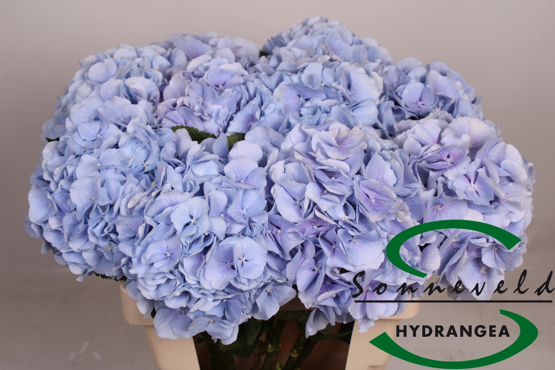 Hydrangea Verena Sky Blue 60cm Ø14-17cm