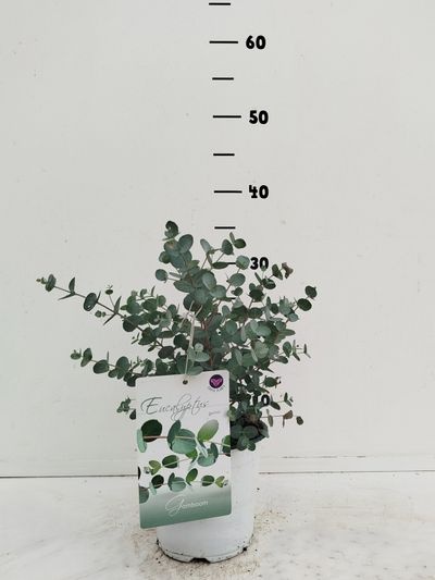 Eucalyptus gunnii