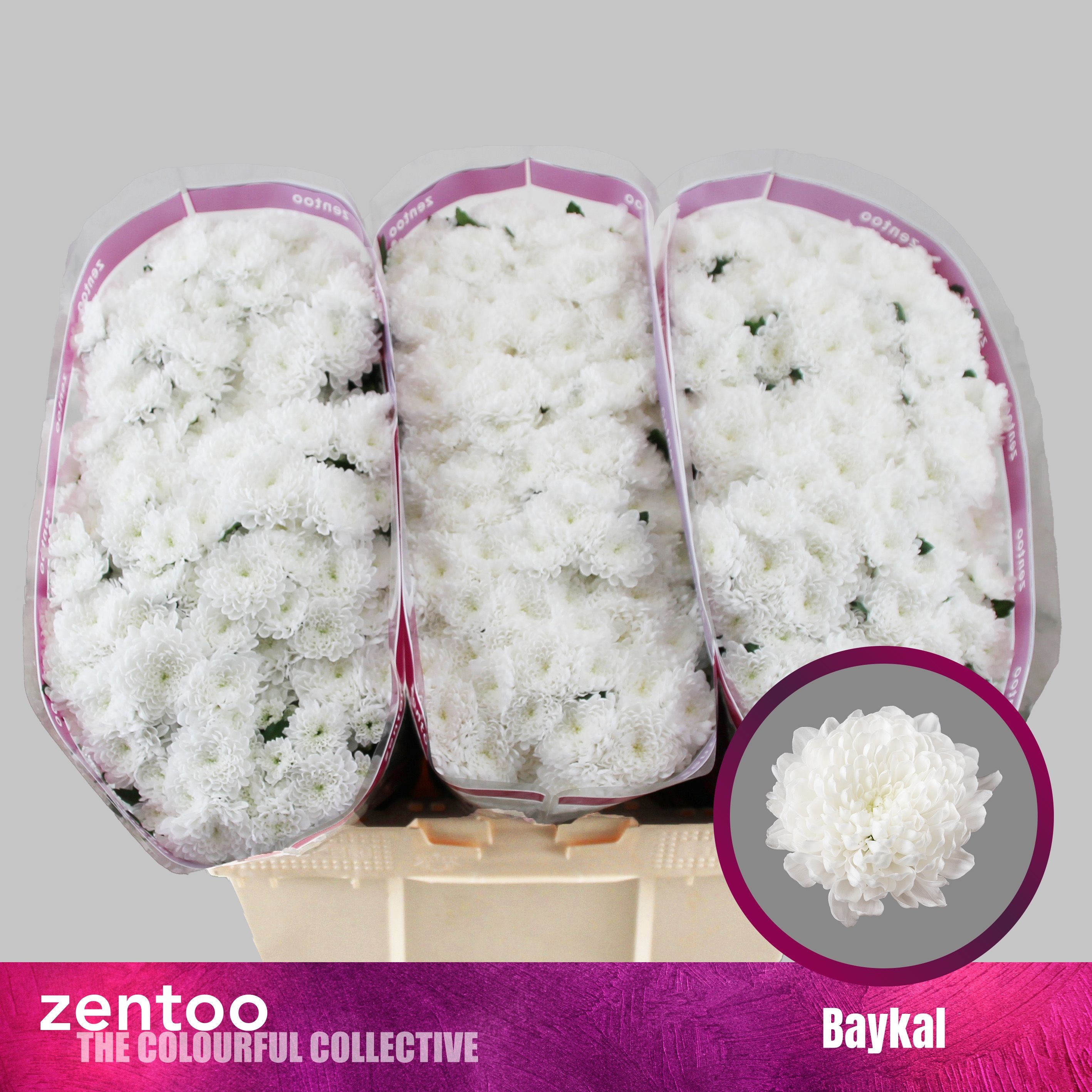 Chrys Santini Baykal 55cm 110Ø