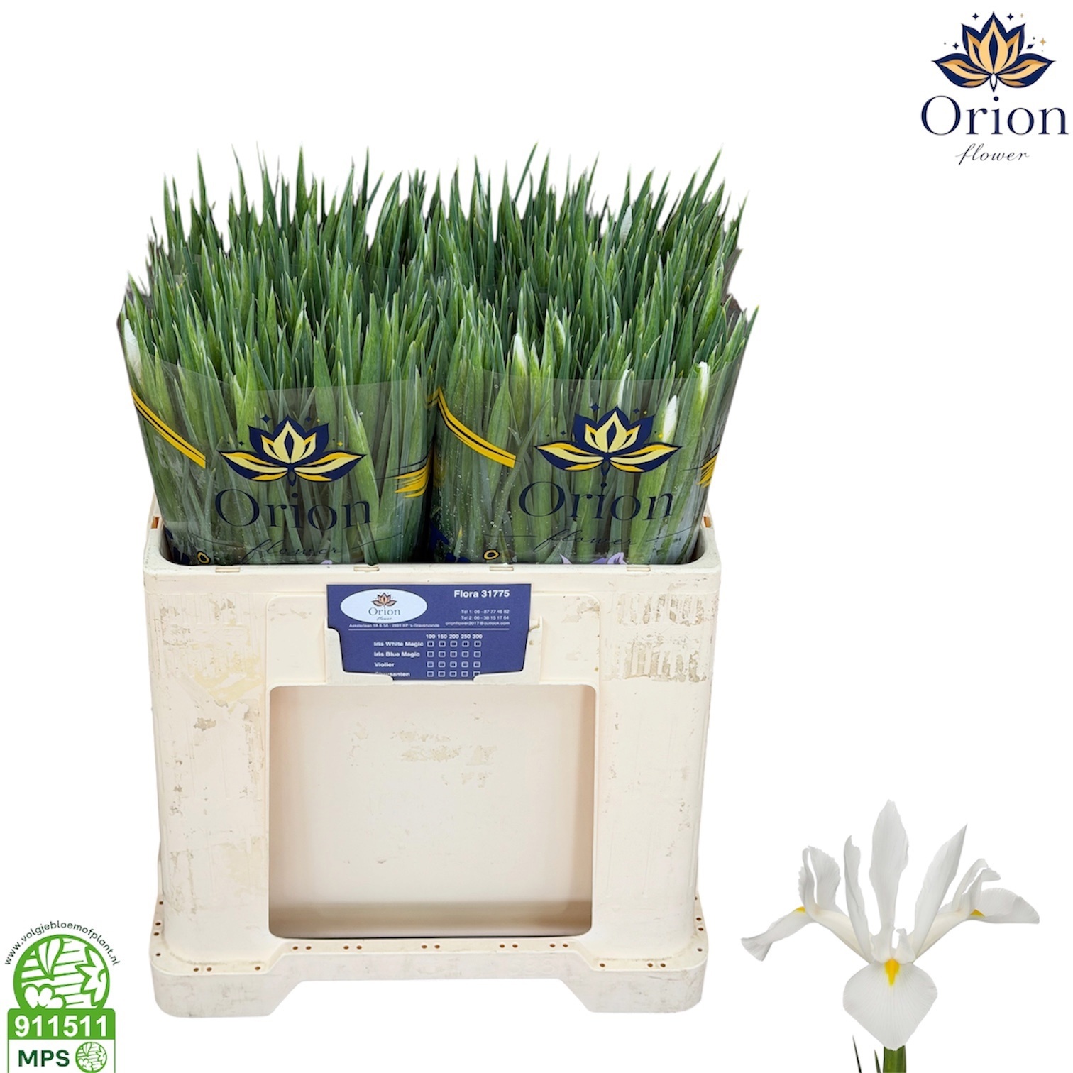 Iris White Magic 50cm