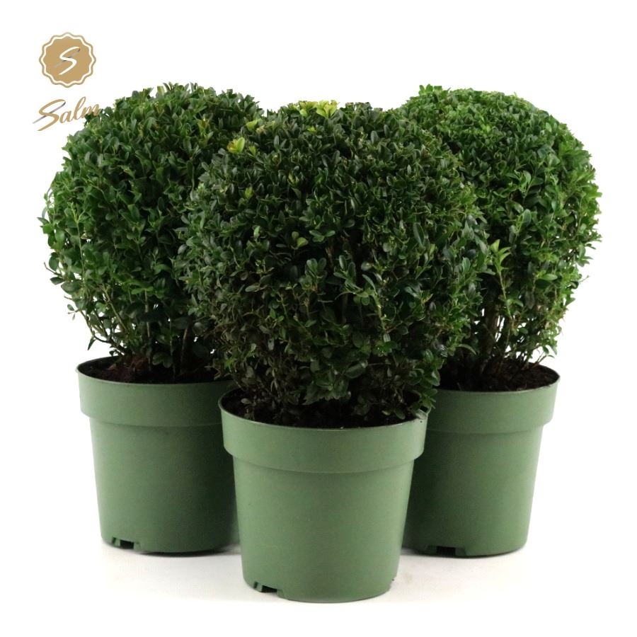 Picture of Buxus semp. Ball Ø20cm P17