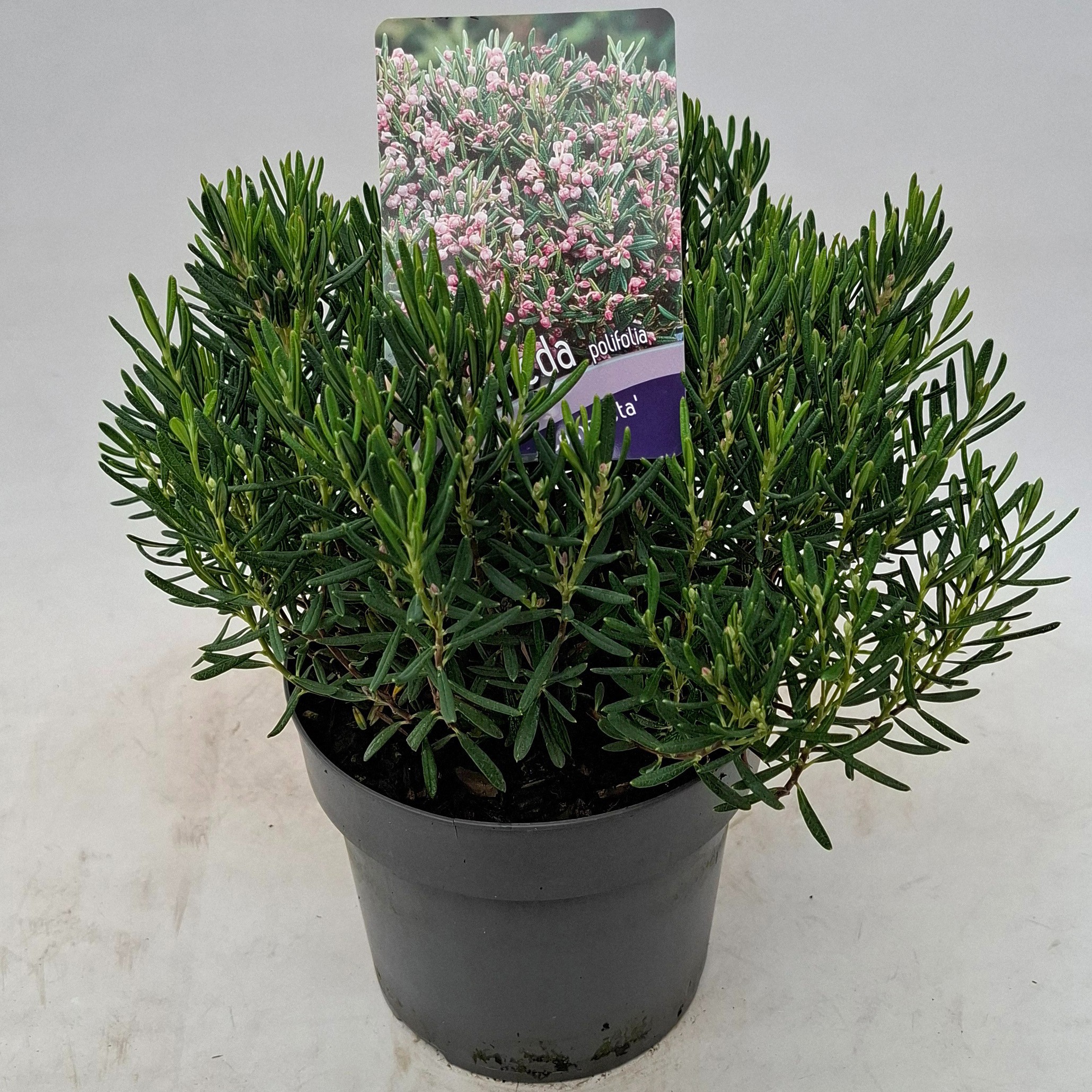 Picture of Andromeda polifolia 'Compacta'