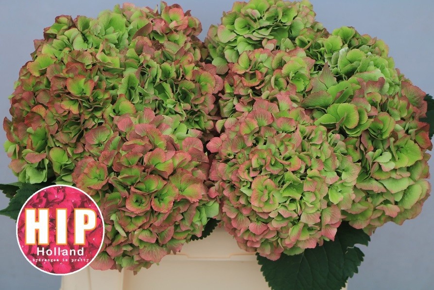 Hydrangea Verena Classic Pink 50cm 18Ø