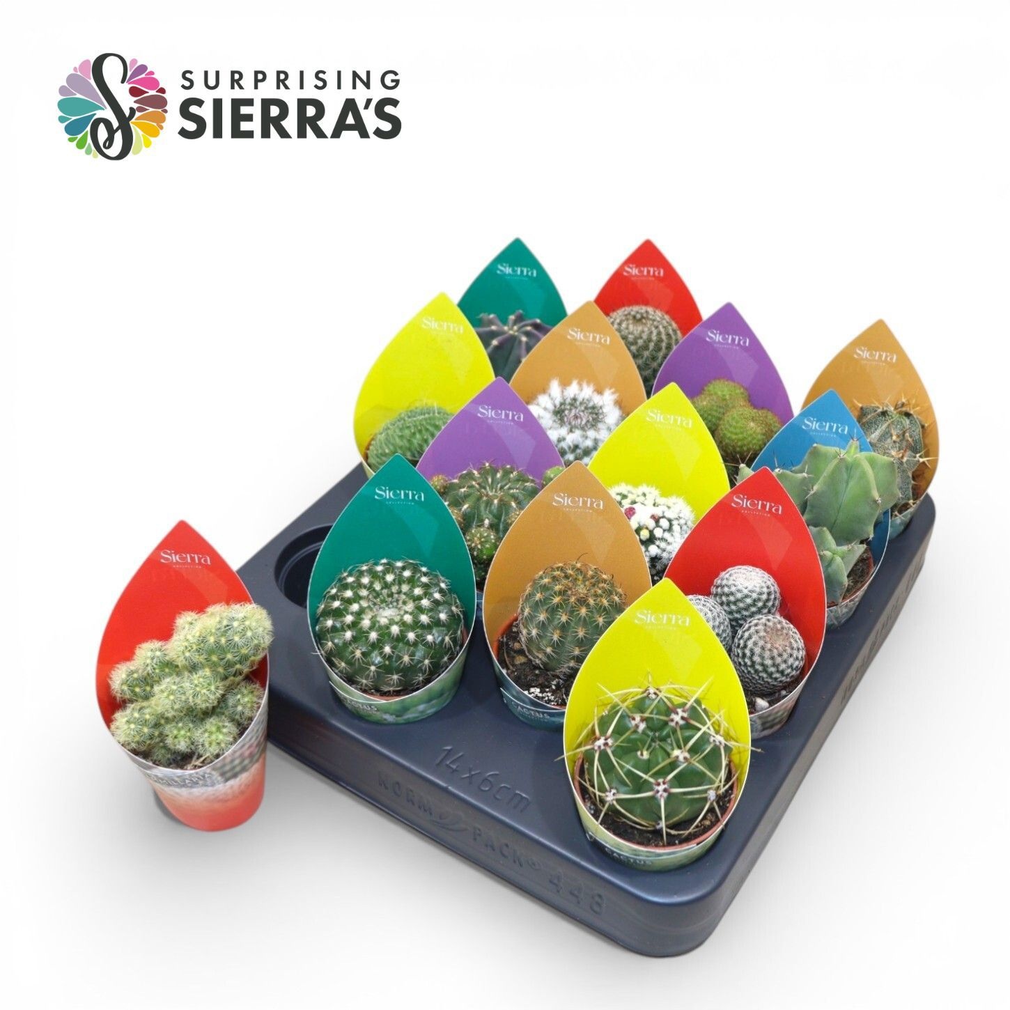 Cactus Gem 505P 12H