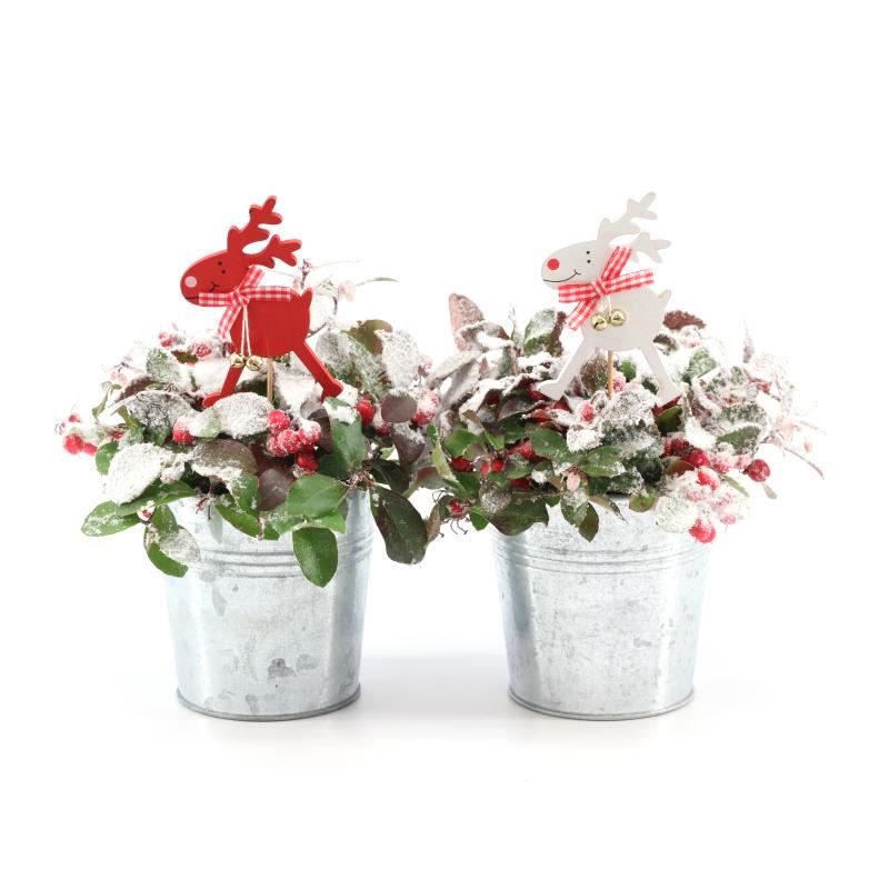 Picture of Gaultheria pr. Big Berry P10 in Zinc Old-Look + Reindeer + Snow P12