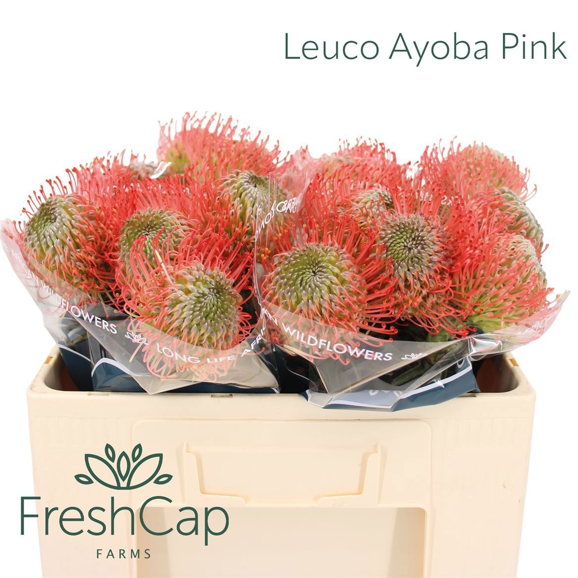 Leuco Ayoba Pink