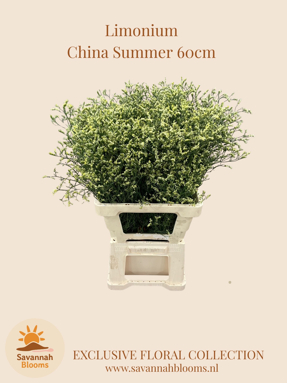Limonium Sin China Summer 60cm 30gram