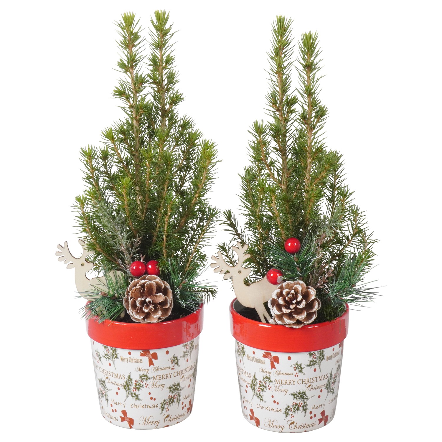 Picture of PTK24347 Picea Conica Perfecta in ceramic pot decoration P9 30CM