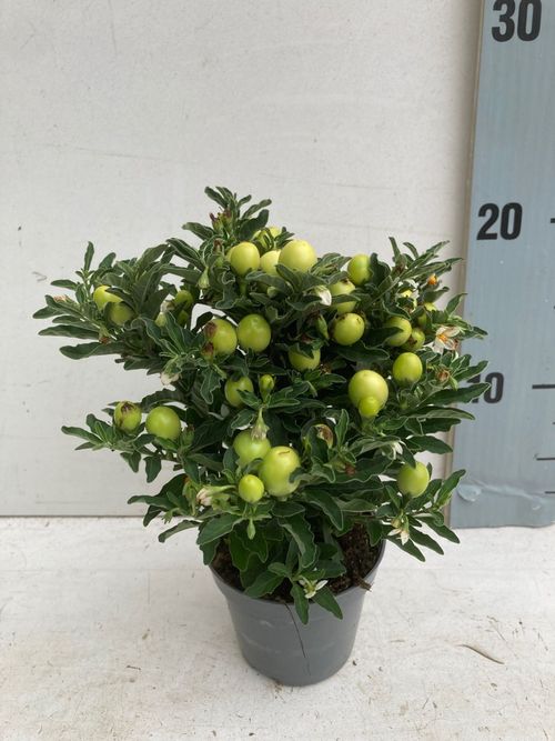 solanum thorino light p9 Luc