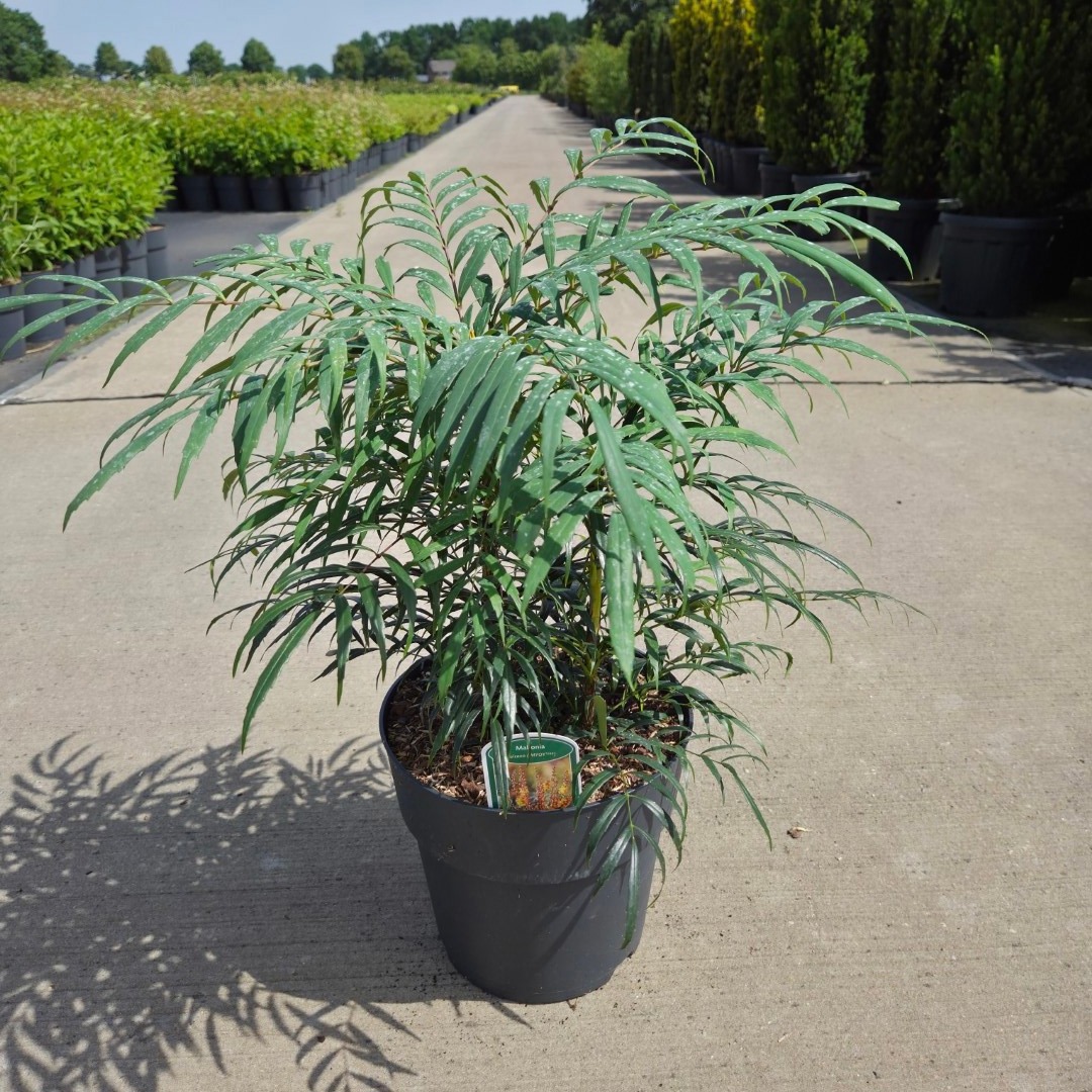 Mahonia Volcano ('Myoy')