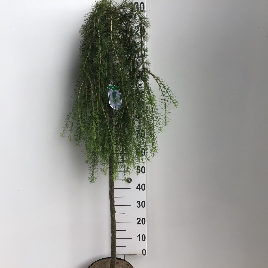 Picture of Larix kaempferi Stiff Weeper P26 (7.5 Ltr) 150/STD