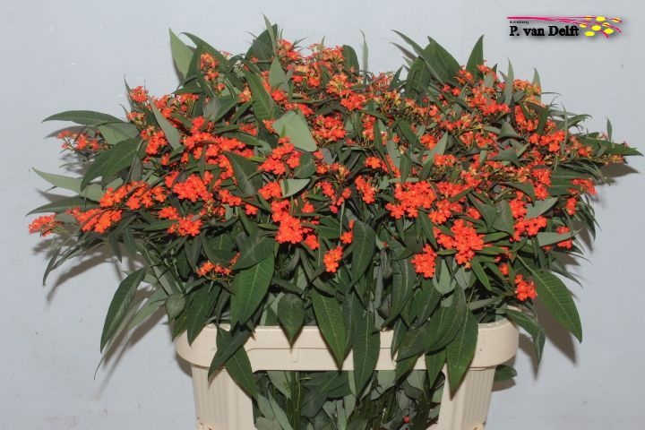 Euphorbia Spray Queen Of Orange 80cm