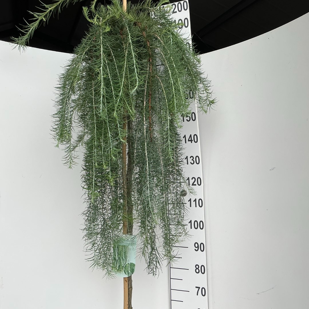 Larix kaempferi 'Stiff Weeper' stam
