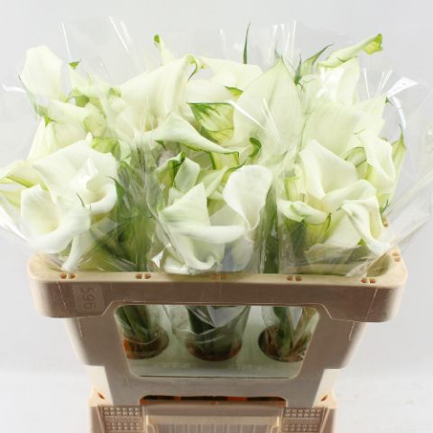 Calla Crystal Blush 50cm