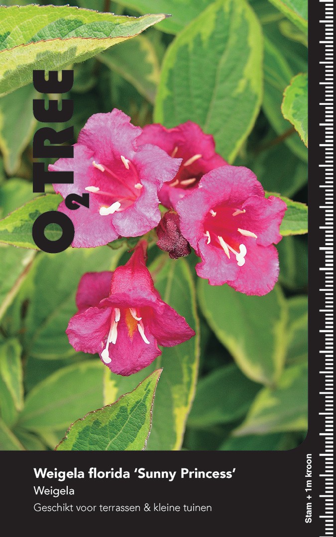 Picture of Weigela flor. Sunny Princess P29 (10 Ltr) 90/STD (LOOSE)