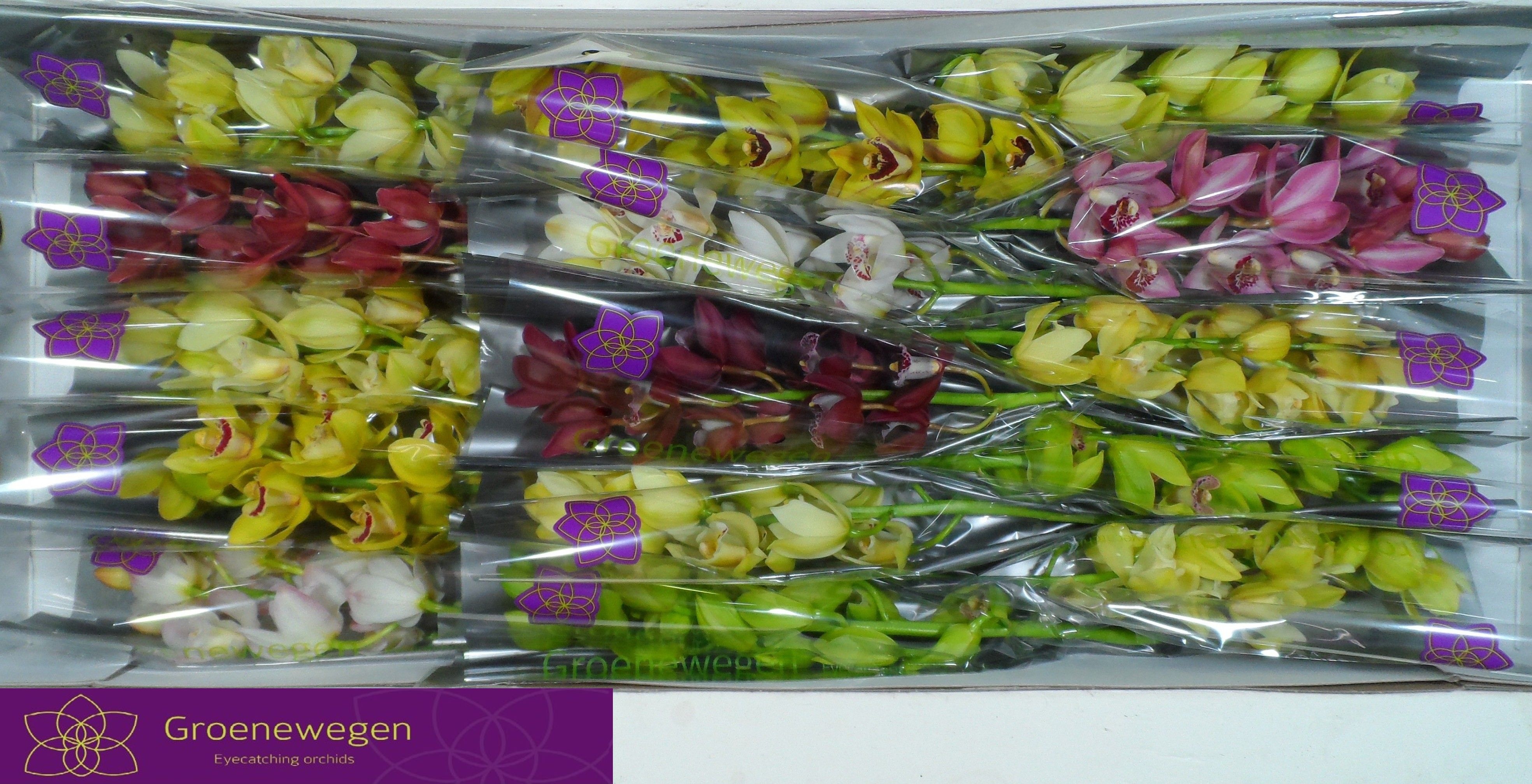 Cymbidium Asst Mini 50cm