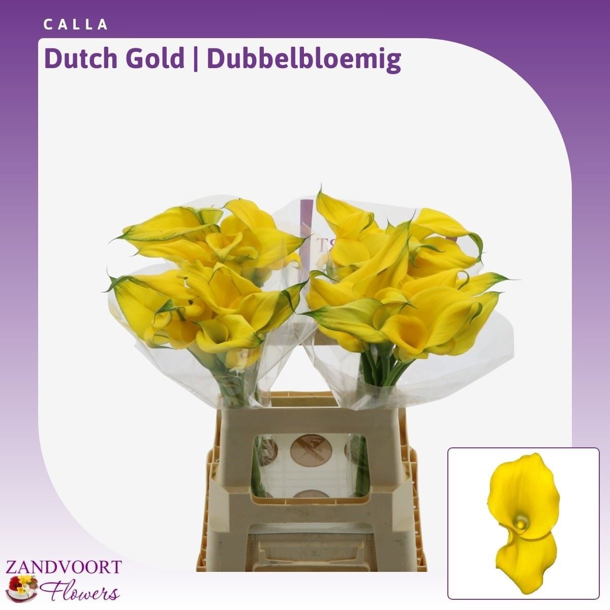 Zant Dutch Gold 60cm