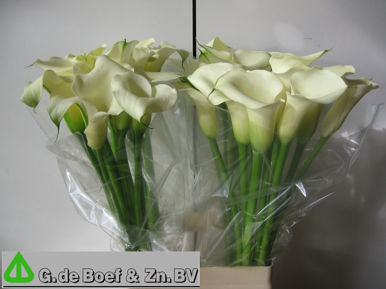 Calla White Flirt 70cm