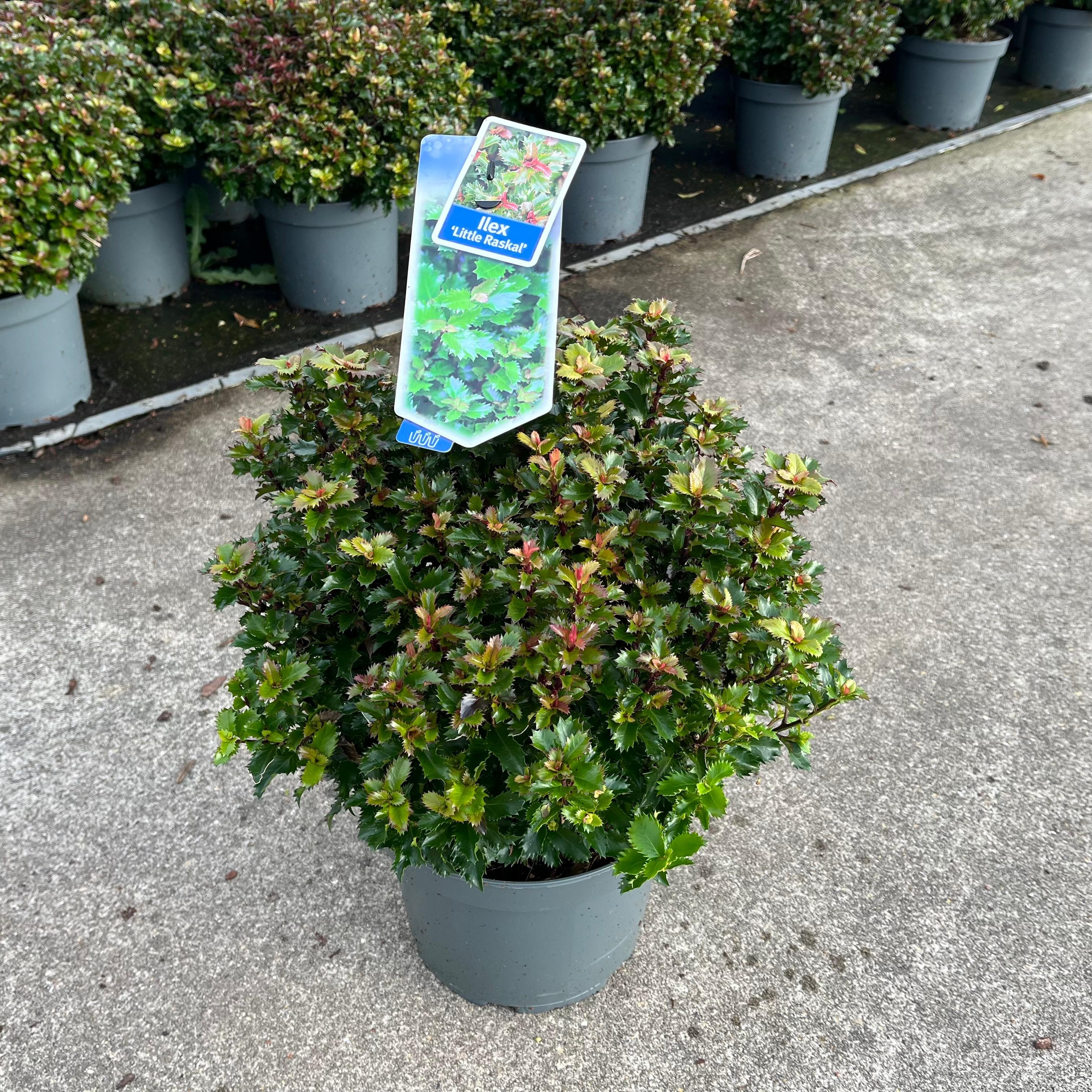 Picture of Ilex mes. Little Rascal P23 (5 Ltr) (LOOSE)