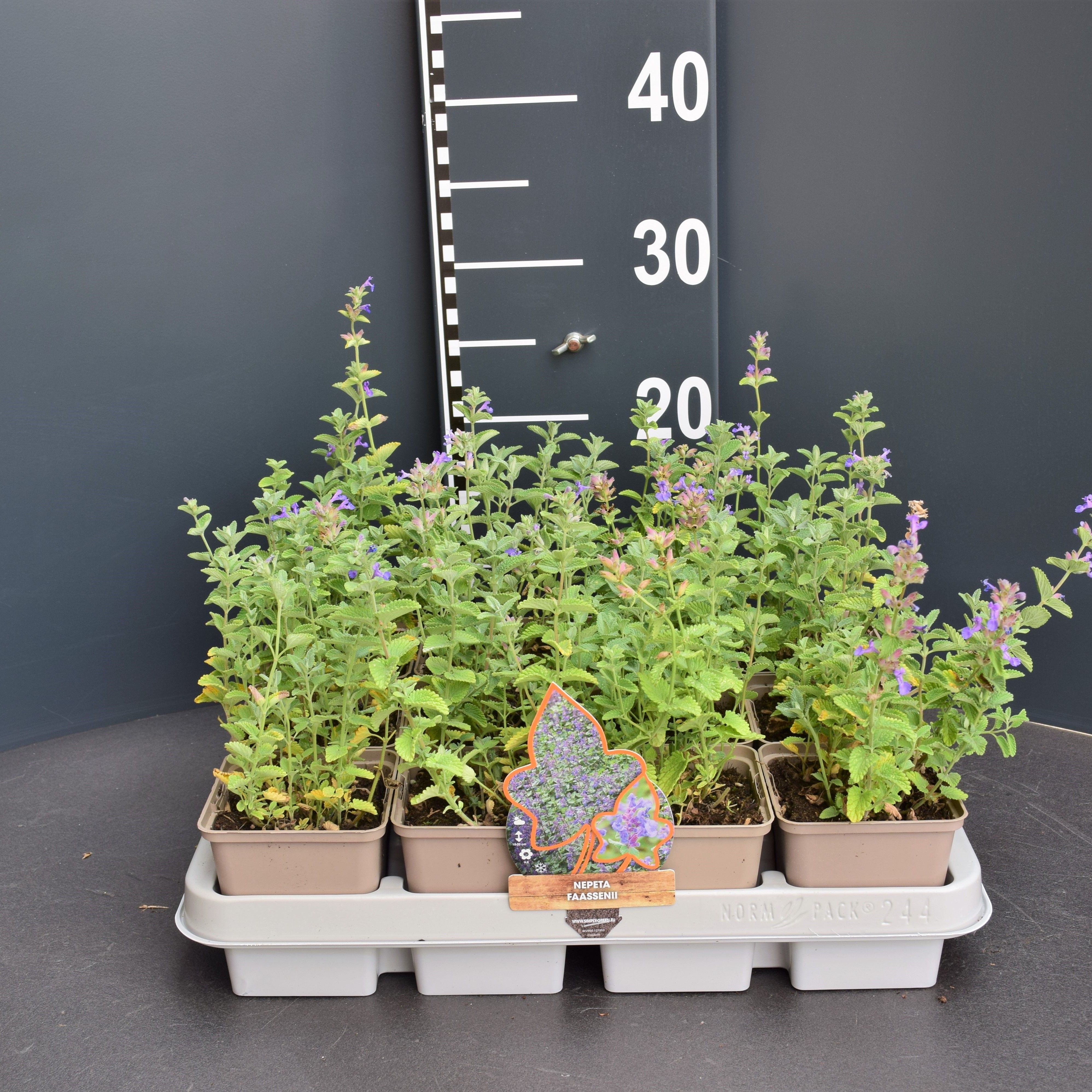 Nepeta faassenii