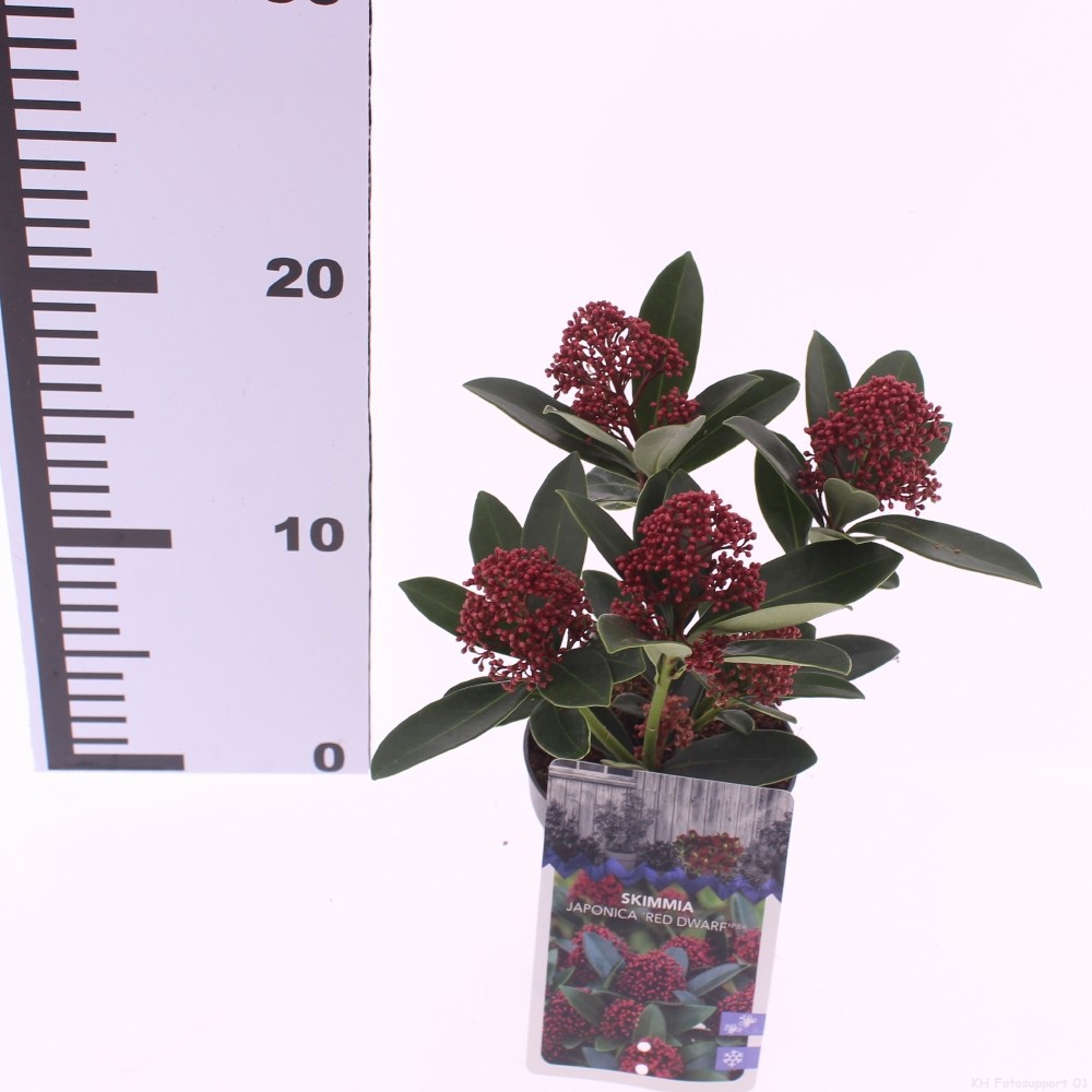 Picture of Skimmia jap. 'Red Dwarf'