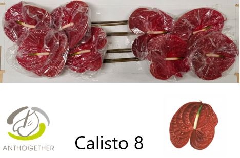 Anth A Calisto