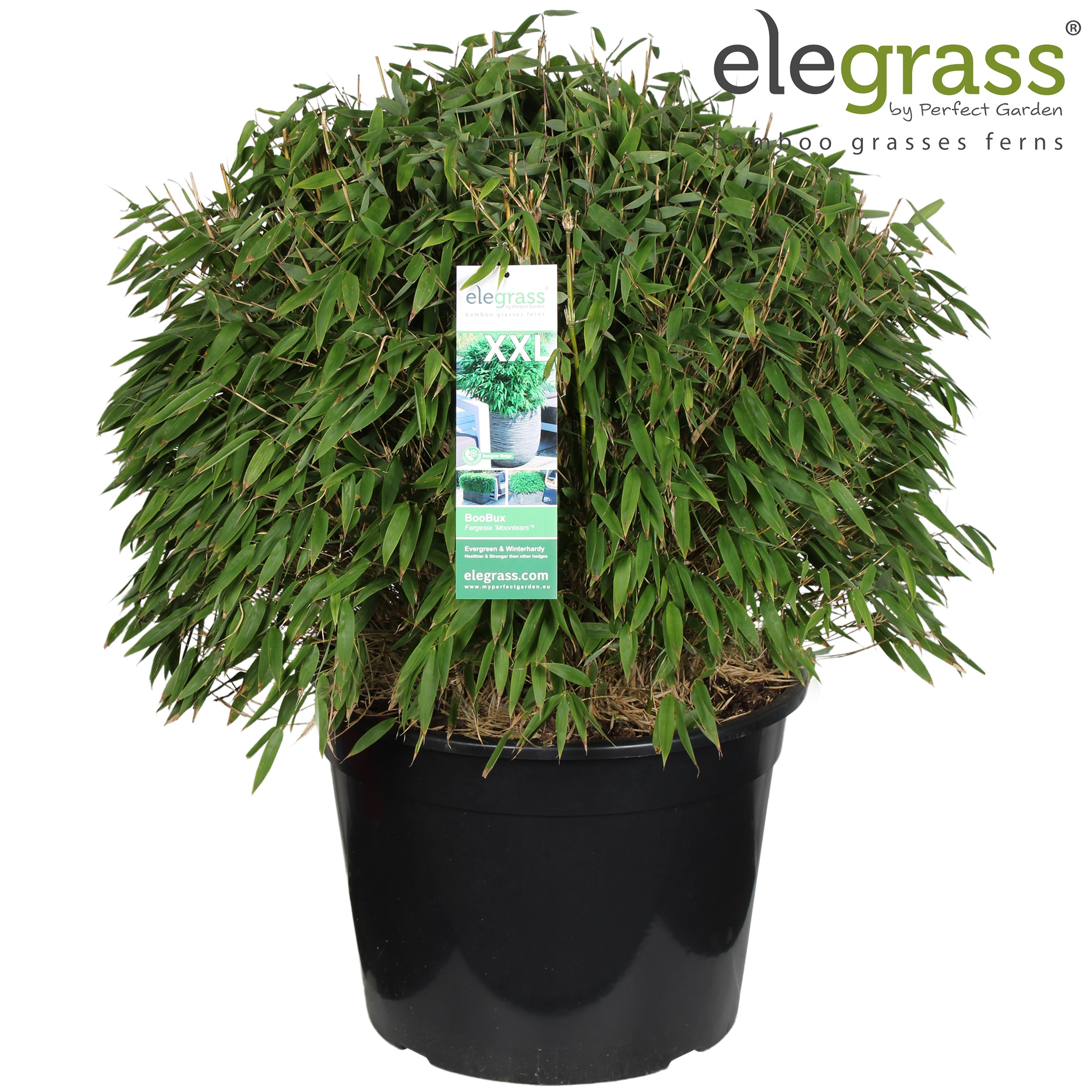 Picture of Fargesia 'Moontears'® Boobux P46