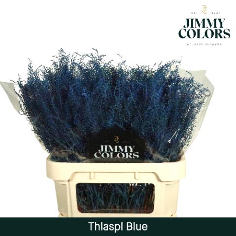 Thlaspi Gekleurd Blue