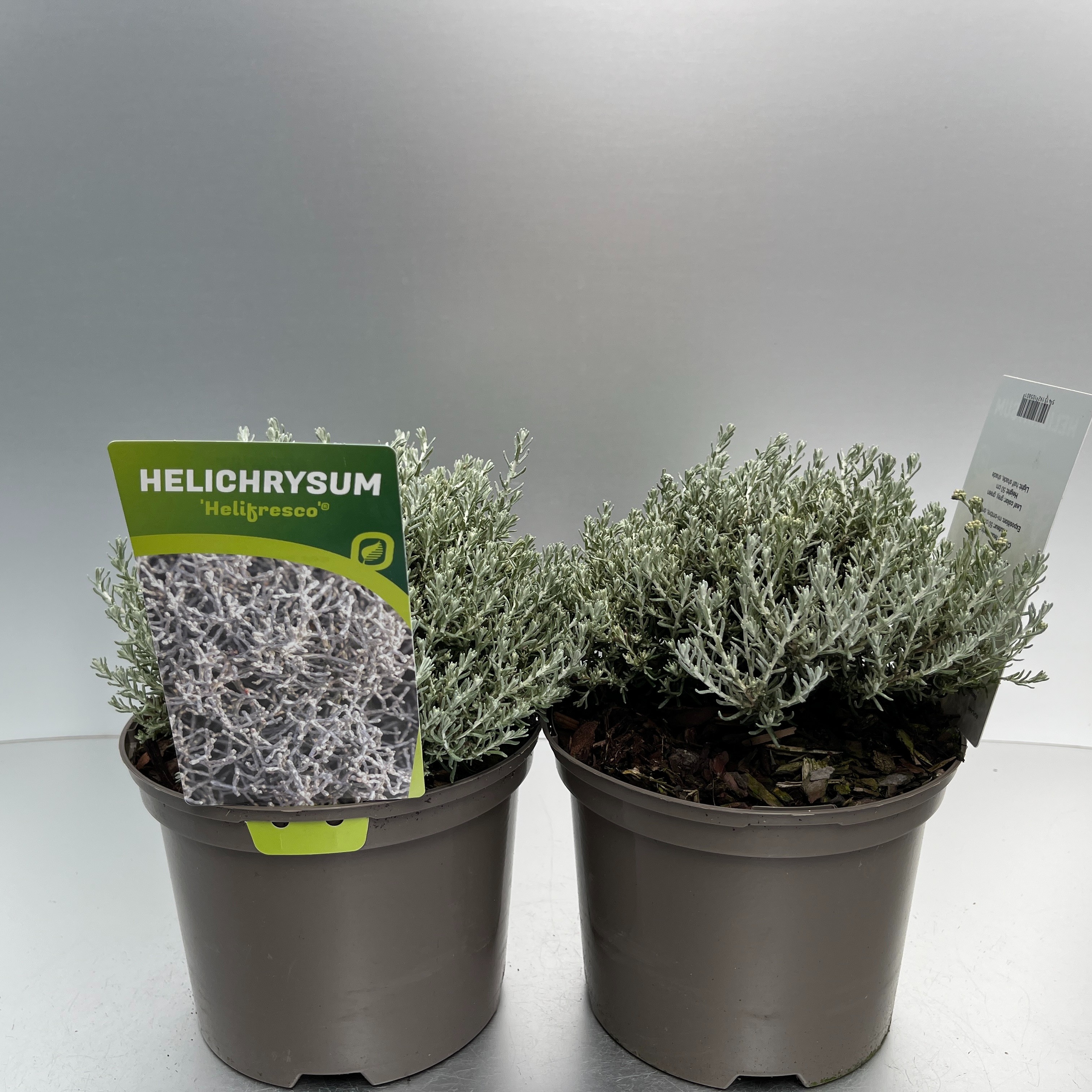 Picture of Helichrysum Helifresco P17 (2 Ltr)