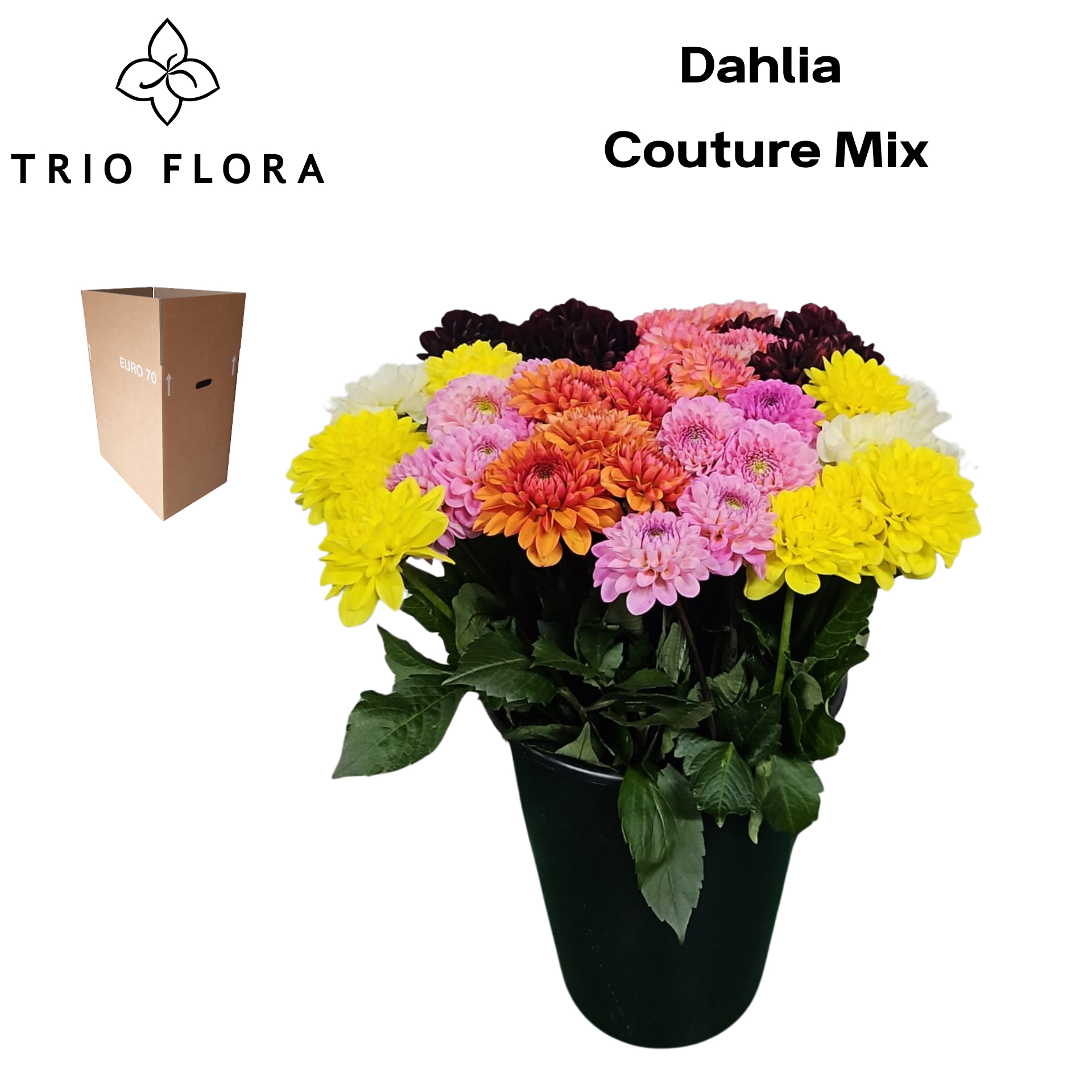 Dahl Couture Mix Aqua Box