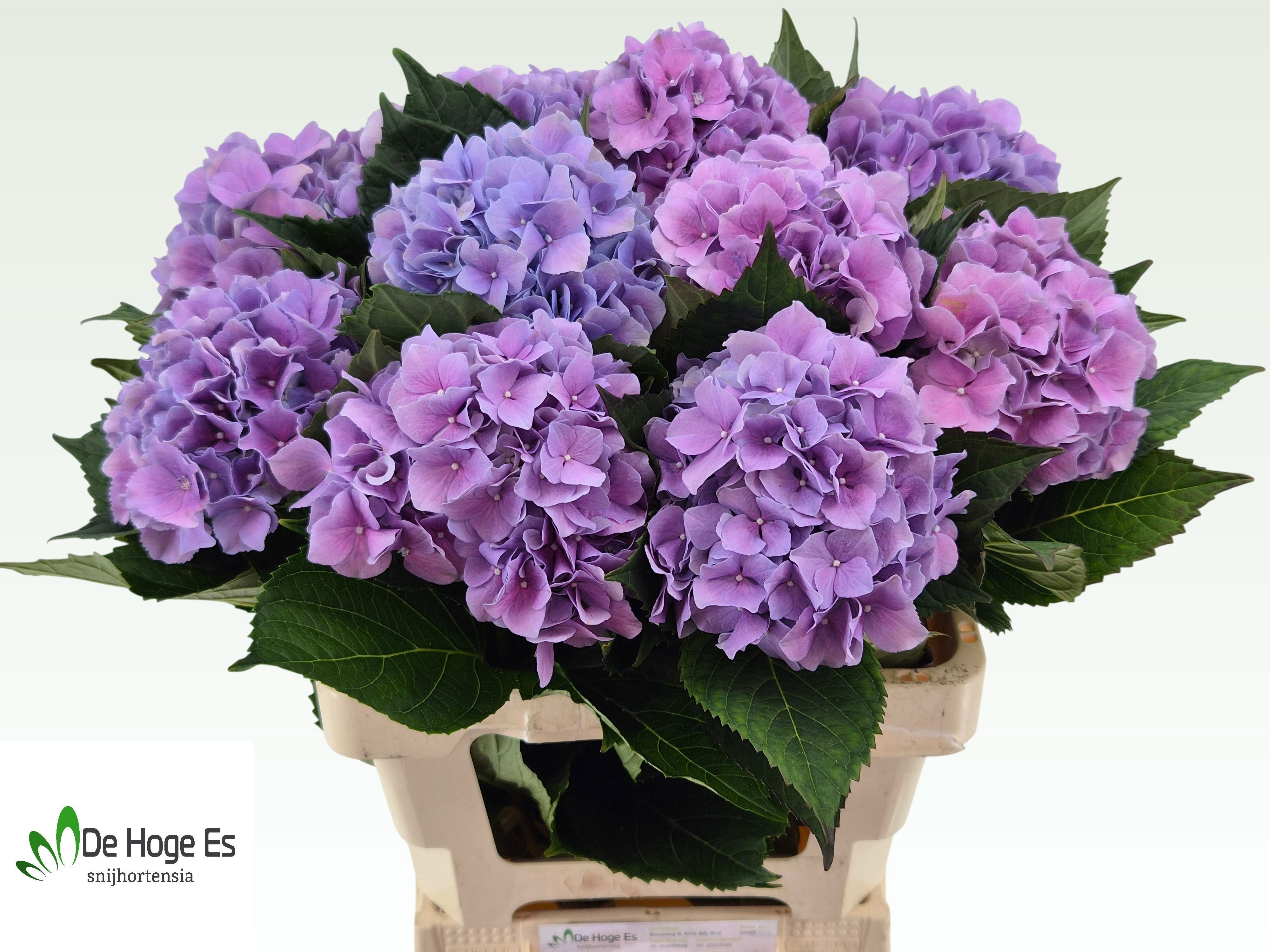 Hydr M Royal Benefit 60cm 16Ø