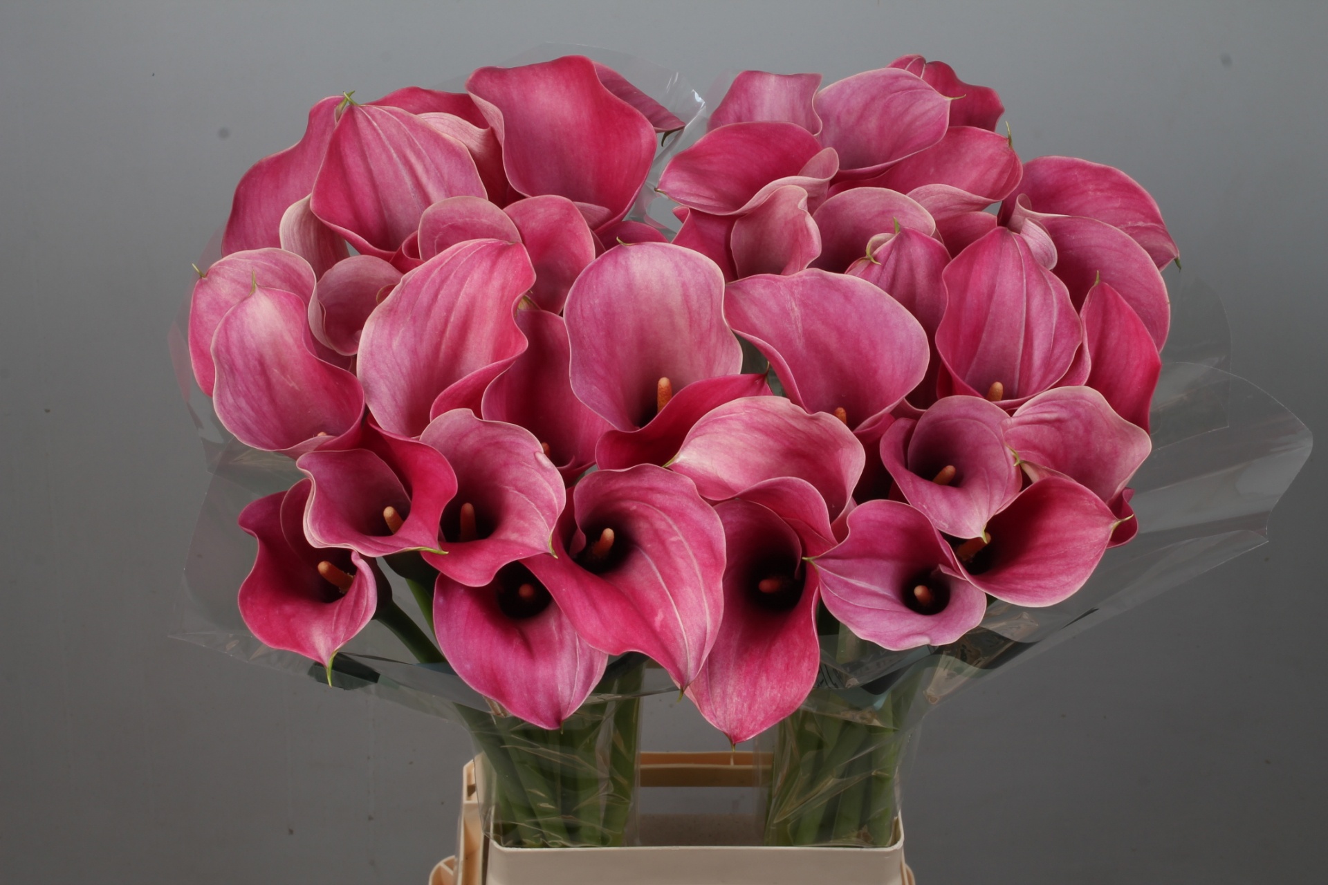 Calla Capt Romance 80cm