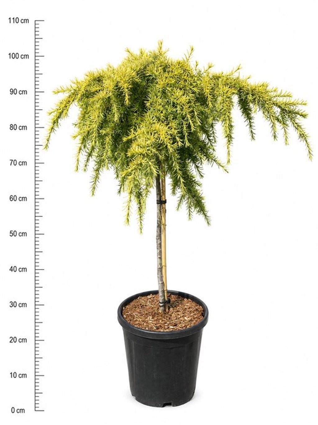 Cedrus deodara 'Lime Glow'
