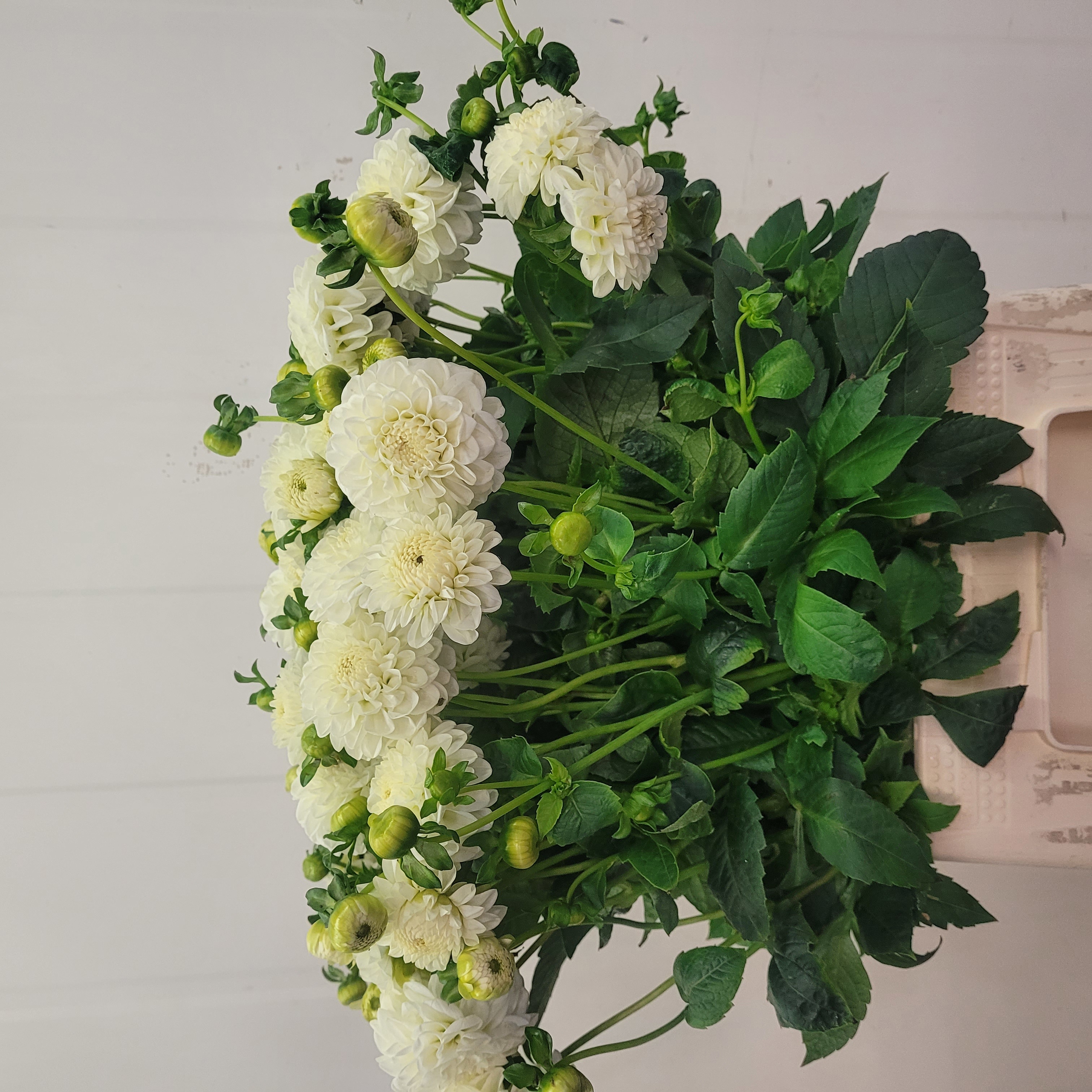 Dahlia Pom White Aster 50cm