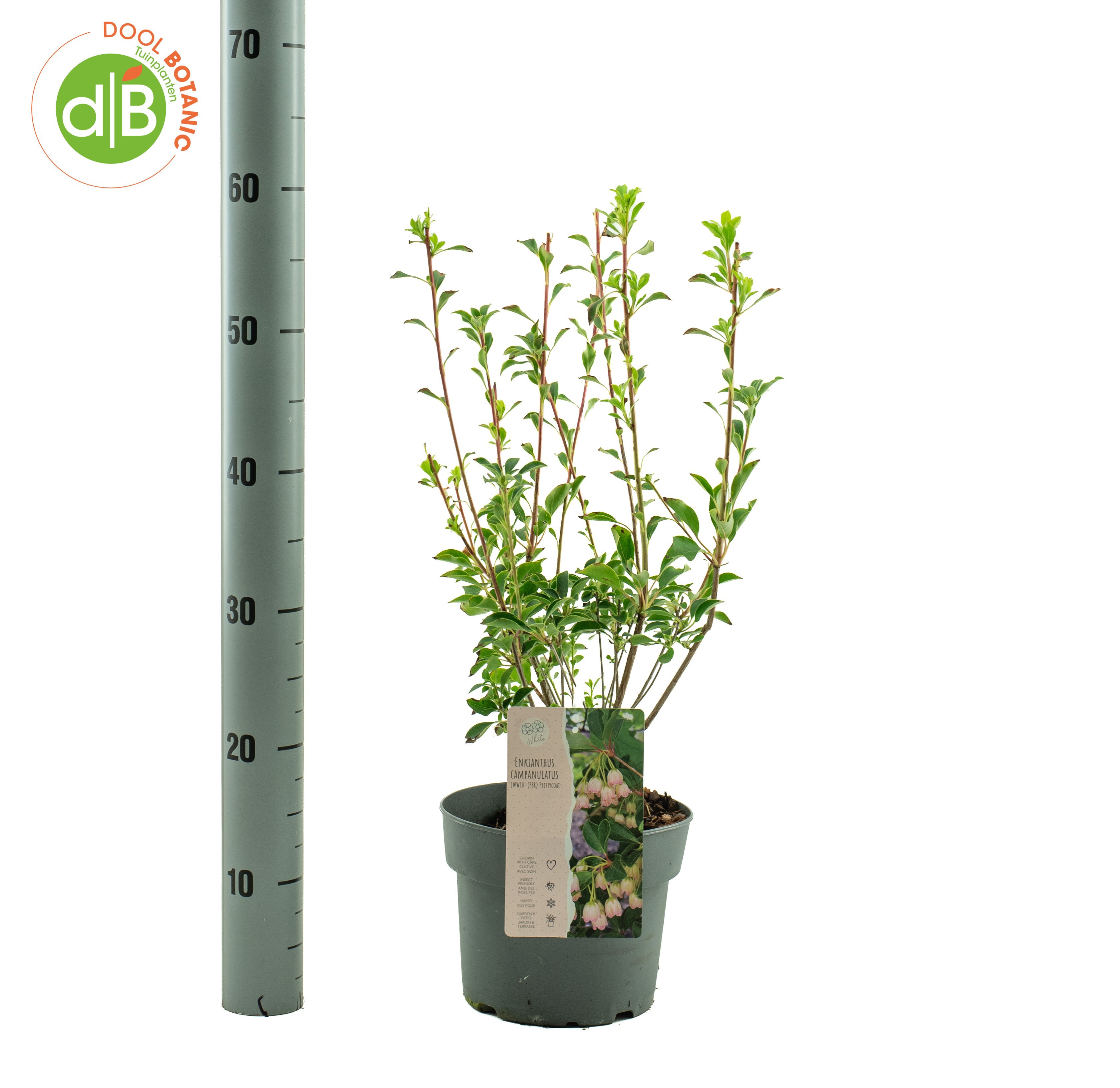 Enkianthus campanulatus Prettycoat ('JWW10')