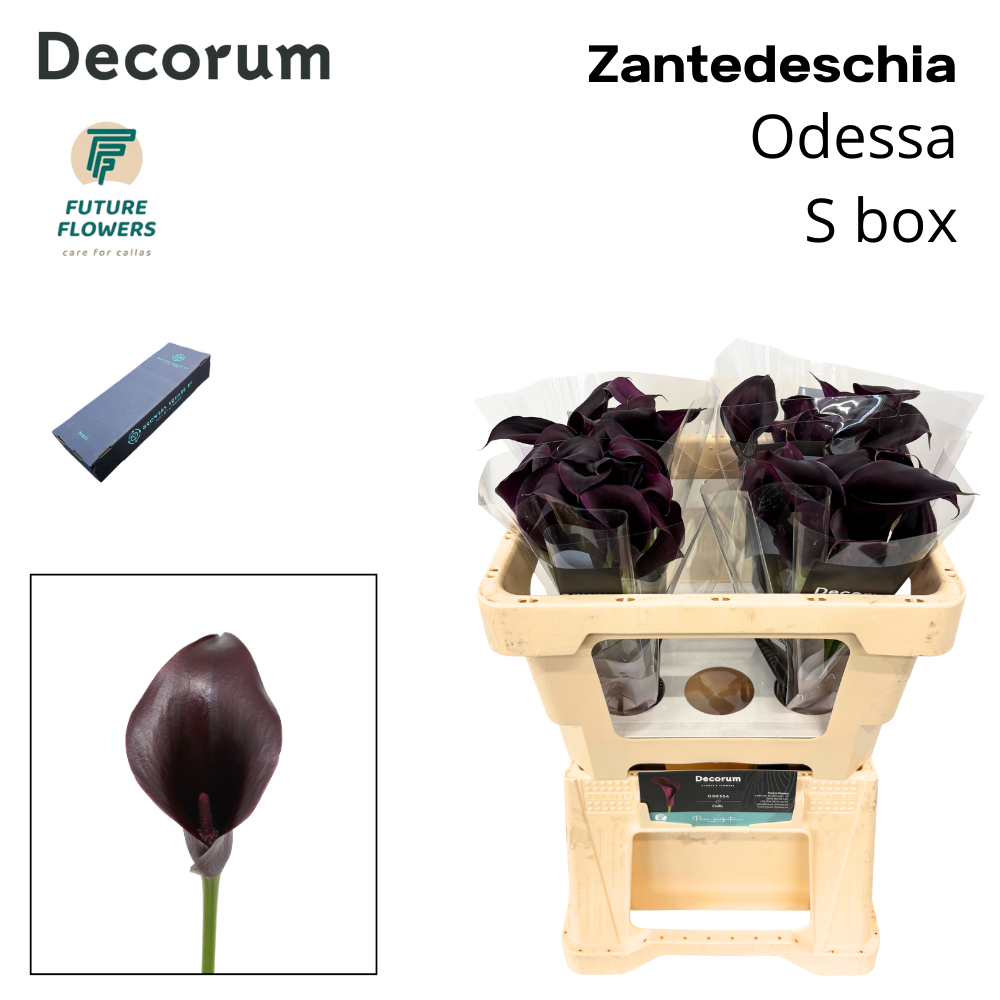 Zant Odessa