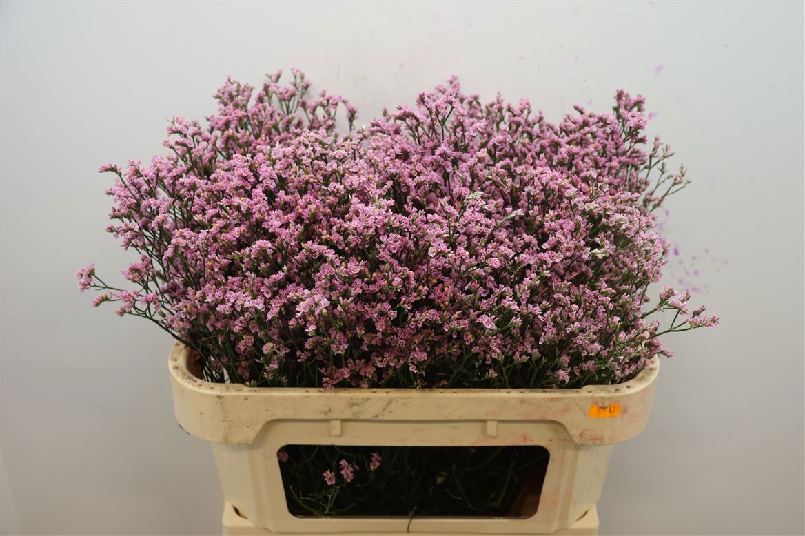 Limonium Sin Blush Diamond 70cm 30gram