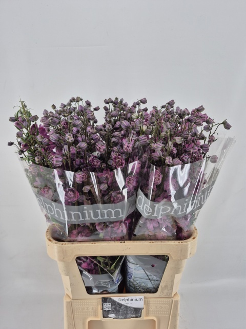 Delphinium El Double Dewi Melody 80cm
