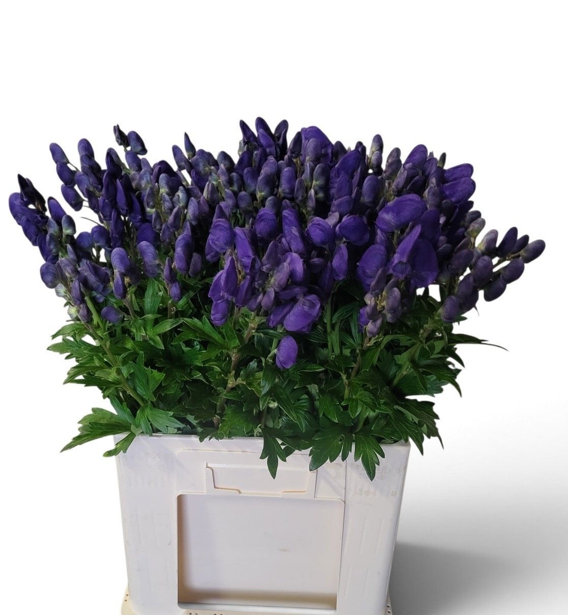 Aconitum Arensi 70cm