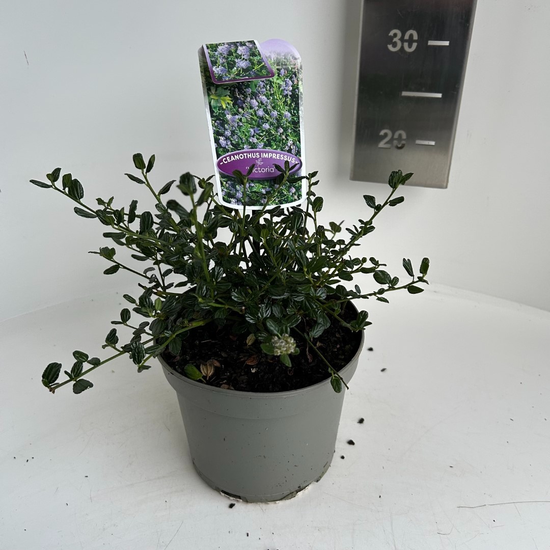 Picture of Ceanothus imp. Victoria P17 (2 Ltr) (LOOSE)