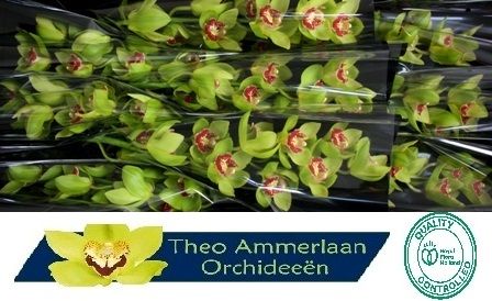 Cymbidium Lightning 8/11bl