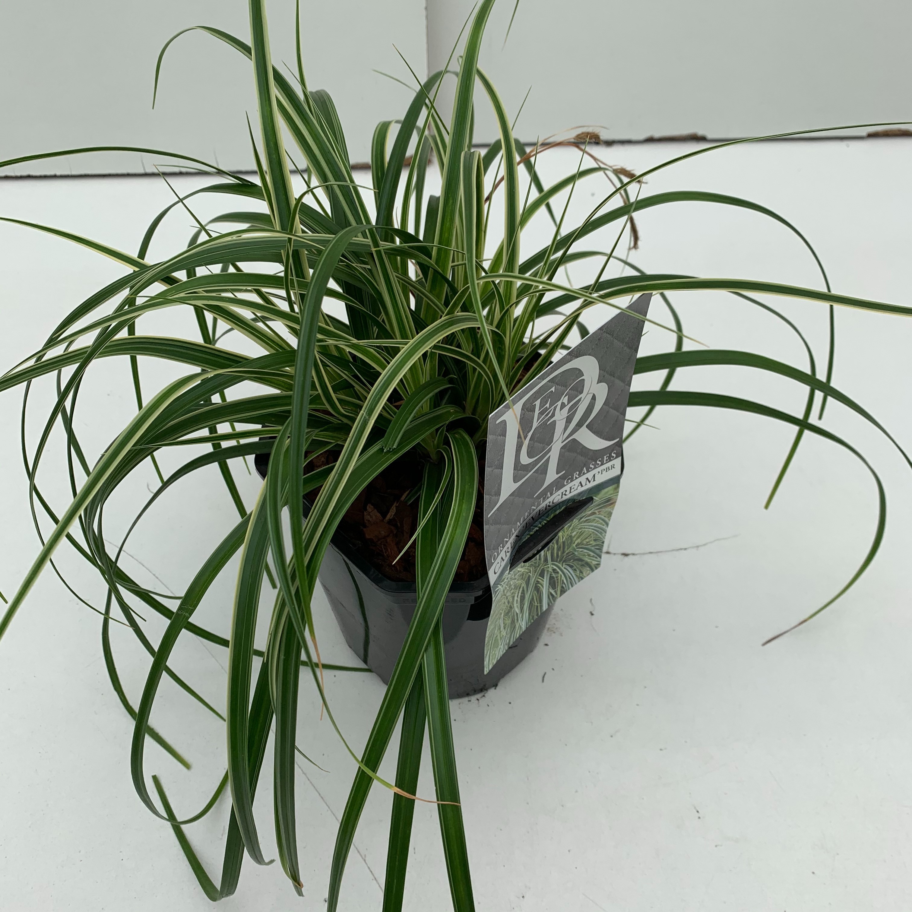 Carex 'Evercream'
