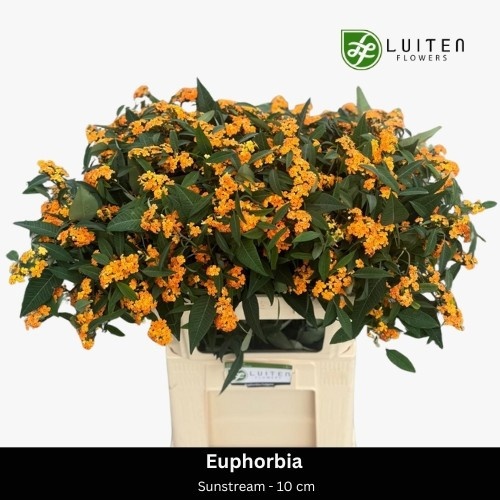 Euphorbia Spray Sunstream 70cm