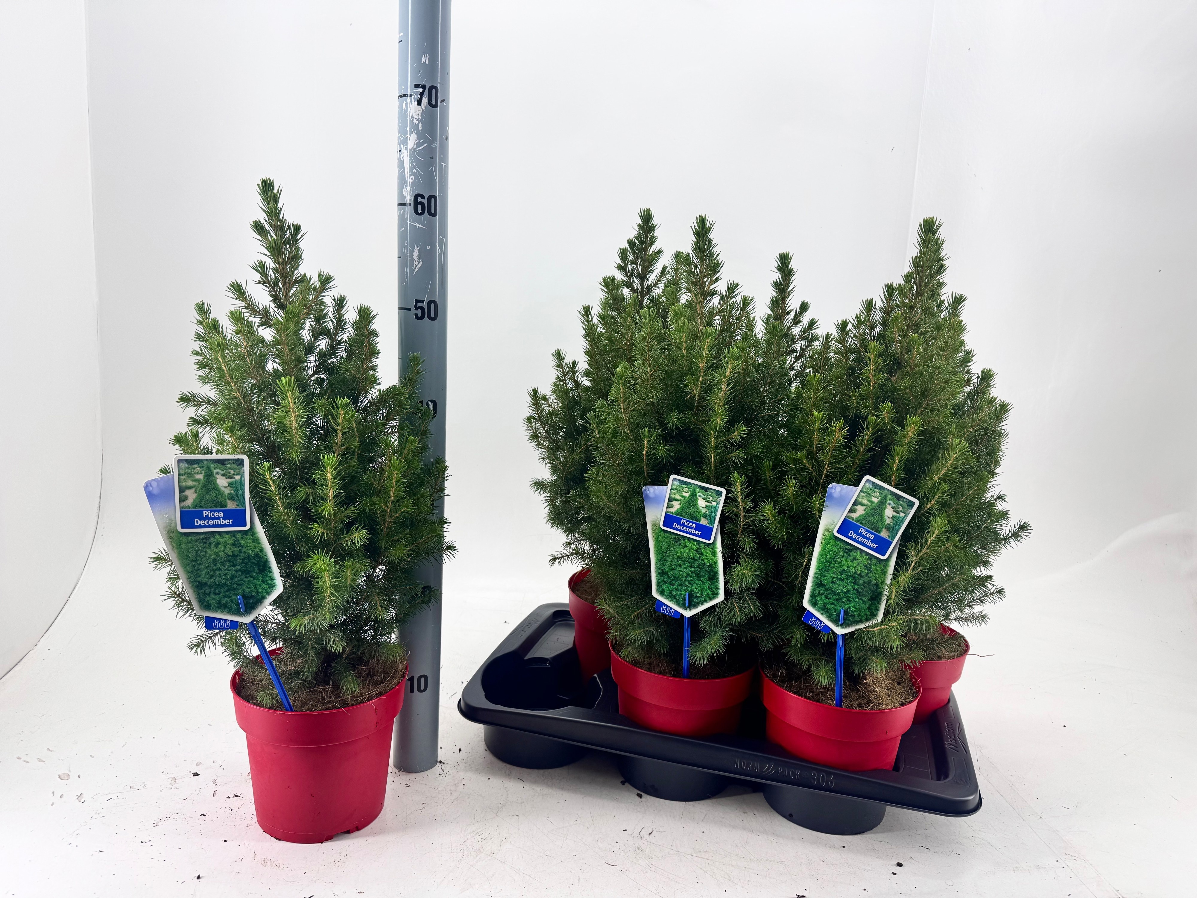 Picea Gl December 17Ø 60cm