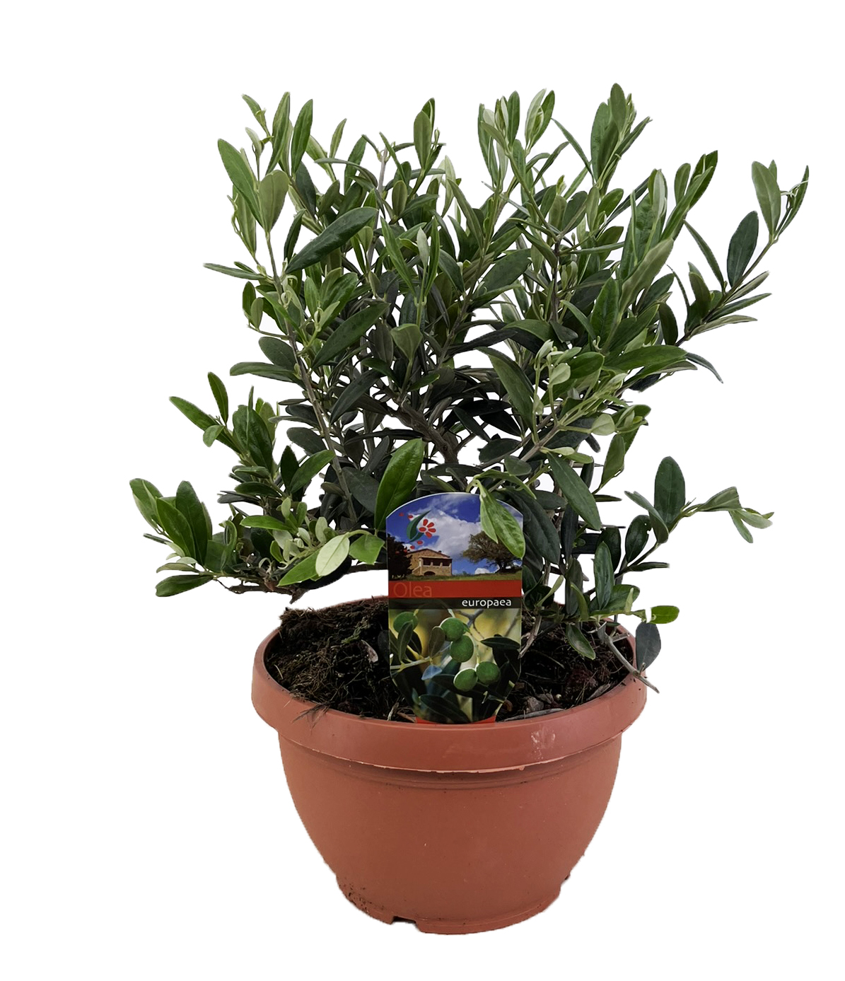 Picture of Olea europaea P21 (4 Ltr) BOWL