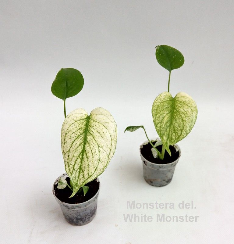 Monstera Deliciosa White Monster Tissue Culture Limited available 