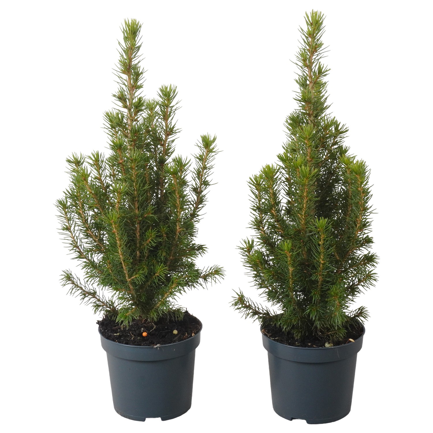 Picture of PTK24301 Picea Conica Perfecta P9 30CM