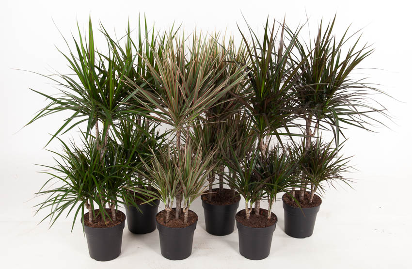 Picture of Dracaena 45-carrousel in varieties P21 100CM