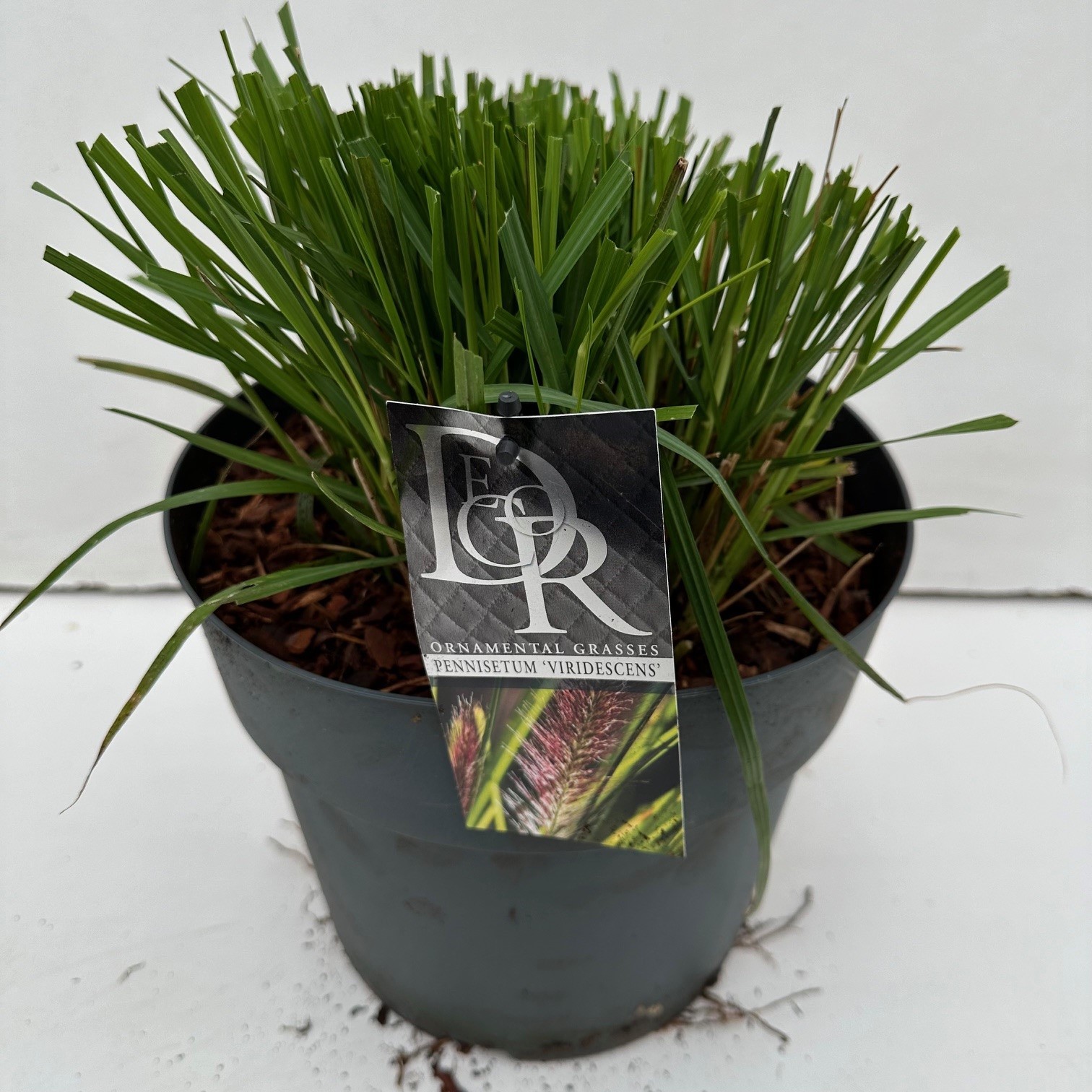 Picture of Pennisetum Viridescens P29 (10 Ltr)