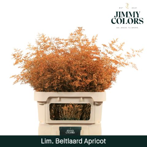 Lim Bel L90 Apricot